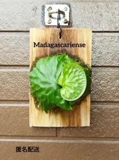 2025年最新】マダガスカリエンセの人気アイテム - メルカリ