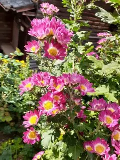 しいちゃん様 リクエスト 2点 まとめ商品