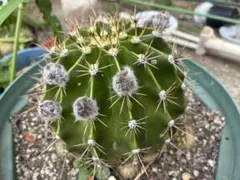 ギムノカリキウム 天平丸 実生特大根です。 - メルカリ