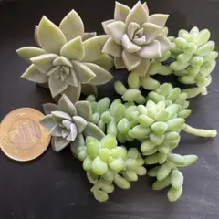多肉植物　朧月　カット苗 7754bd235b4e8a76570fb498045c57
