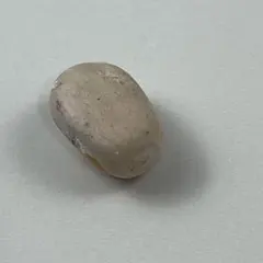 2026年最新】エンセファラルトスの人気アイテム - メルカリ