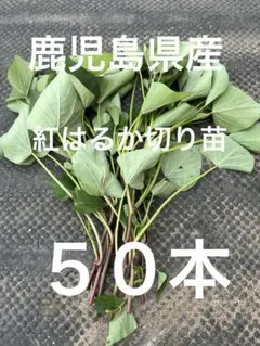 ong様20本5月下旬発送分茨城県産紅はるかさつまいも苗ウイルスフリー