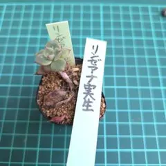 おらいさん　リンゼアナ実生のサムネイル