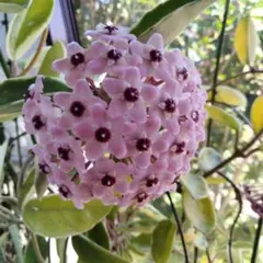 HOYA・ホヤ・Larisa・開花中・花座あり HOYA・ホヤ・Larisa・開花中・花座あり - メルカリ