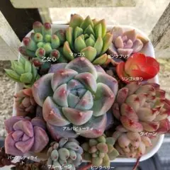 2026年最新】多肉植物 苗セットの人気アイテム - メルカリ