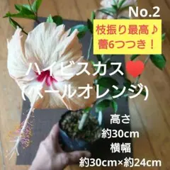 No.3【沖縄から♪】ハイビスカス(八重咲き・真っ赤)♥️枝分かれあり♪ No.3【沖縄から♪】ハイビスカス(八重咲き・真っ赤)♥️枝分かれあり