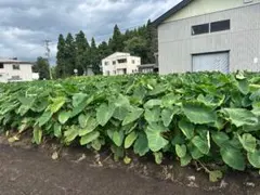 岐阜県産 自然栽培 里芋の苗、ランダム、不揃い 1セット４本、メルカリ便 岐阜県産 自然栽培 里芋の苗、ランダム、不揃い 1セット4本