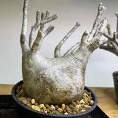 2026年最新】パキポディウム グラキリス 現地球の人気アイテム - メルカリ