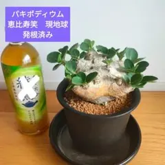 発根済！ パキポディウム 恵比寿笑い ブレビカウレ 現地球 マダガスカル パキポディウム ブレビカウレ 