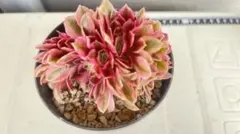 36#観葉植物アエオニウム錦❤️ピンクウィッチ錦❤️1大頭11cm 拔き苗
