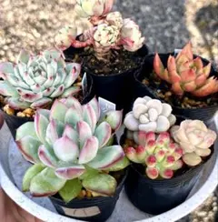 11.多肉植物　多肉セット　寄せ植え　初心者向け　多肉弁当　詰め合わせ