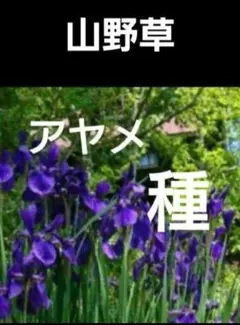 ハギ 抜き苗 山野草 抜き苗 小苗 2苗 - メルカリ