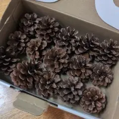 松ぼっくり　約15個　中サイズ②