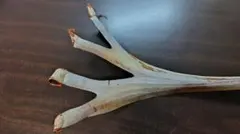 ビカクシダ ベガサス 胞子のサムネイル