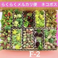 多肉植物　セダム　16種セット　カット苗　詰め合せ　寄せ植えセット　F-2
