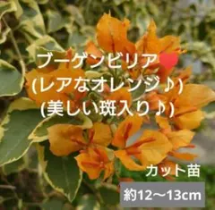 2026年最新】ブーゲンビリア 斑入りの人気アイテム - メルカリ