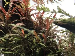 らはるは様 リクエスト 2点 まとめ商品