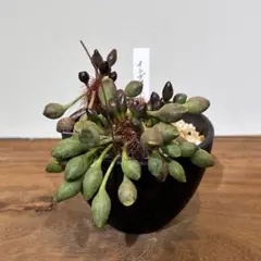 アドロミスクス　原種苗　60種類以上セット　速達 アドロミスクス 原種苗 60種類以上セット 速達 アドロミスクス