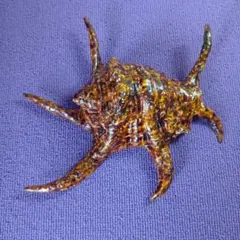 ①タイマイ 剥製 （べっ甲亀）ウミガメ剥製 甲羅長78cm大きめ - メルカリ