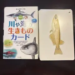 KUMON 川や海の生きものカード 知育玩具