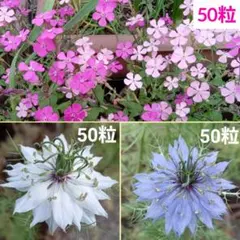 秋まき　種　シレネ・桜小町 / ニゲラ　白 / ニゲラ　ブルー