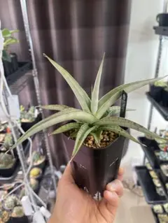 Dyckia sp. (Curvelo MG Brazil) ディッキアクルベロ - メルカリ