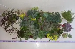 宅急便ドロサンテマムおらいさん苗ちょこん超大量多種多肉植物セット抜き苗まとめ売り