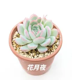 多肉植物　エケベリア　花月夜　抜き苗