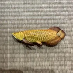 2026年最新】アロアナの人気アイテム - メルカリ