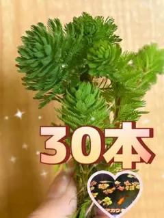 飯田晶子様 リクエスト 2点 まとめ商品