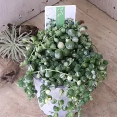 斑入り♡グリーンネックレス♡多肉植物♡