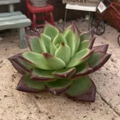 くぅー様 リクエスト 3点 まとめ商品