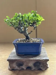 2025年最新】長寿梅 梅 盆栽の人気アイテム - メルカリ