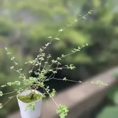 Hoya sp. Timika Central Papua カット苗 超希少 - メルカリ