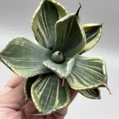 2026年最新】パリートランカータの人気アイテム - メルカリ