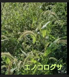 無農薬 エノコログサ〔猫じゃらし〕 約100本 - メルカリ