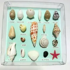 貝殻標本