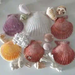 86 珊瑚　さんご　貝がらセット