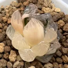 は*る様 多肉植物 ハオルチア オブツーサ錦 鮮明錦 美苗