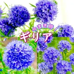 こぼれ種で咲く花のたね⭐︎ギリア50粒