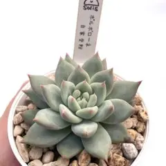 【レア苗】ポルボローネ Solisさん多肉植物 エケベリア 自家繁殖苗のサムネイル