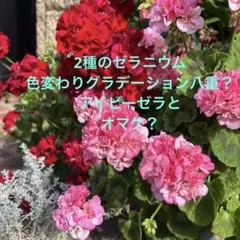 ルパン)2種のゼラニウム　色変わりグラデーション八重？とアイビーゼラとオマケ？のサムネイル