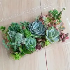 多肉植物カット苗　紅葉多肉詰め合わせのサムネイル