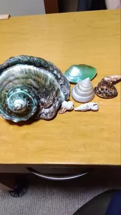 2025年最新】夜光貝 貝殻の人気アイテム - メルカリ