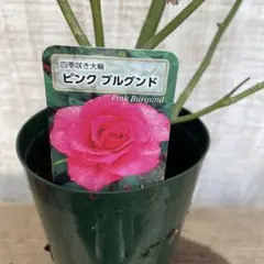 ニーレンベルギア様 リクエスト 4点 まとめ商品