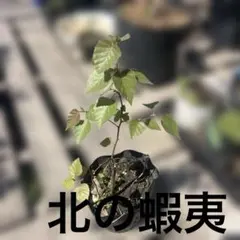 白樺 1.4メートル苗木1本 9本小苗セット - メルカリ