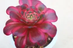 シ*リ様 E13 香妃錦 多肉植物 アエオニウム 抜き苗 - メルカリ