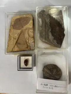 未使用】非売品＊福井県立恐竜博物館 化石研究体験 獣脚類 歯化石