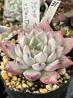 Tadashi Nomura様 リクエスト 3点 まとめ商品