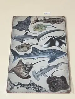 サメ・エイ 図鑑デザイン ブリキ看板